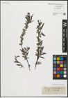 Foto von Salix repens subsp. rosmarinifolia (L.) Andersson